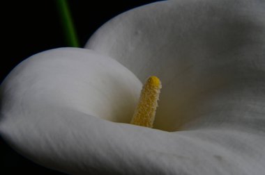 Koyu arka planda güzel kalla çiçeği, yaz konsepti, yakın görüş  