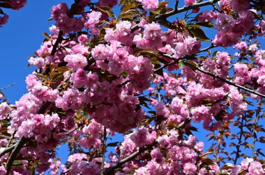 Güzel çiçekli sakura ağacı, yakın plan, bahar konsepti.  