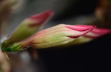 Koyu arkaplanda güzel çiçekler, yaz konsepti, yakın manzara  