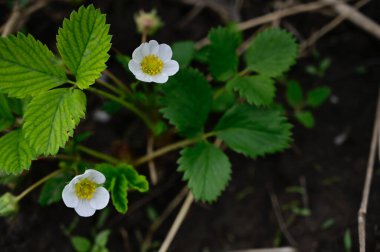 Güneşli yaz gününde bahçede yetişen güzel çiçekler. 