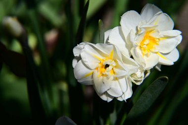 Güneşli yaz gününde bahçede yetişen güzel çiçekler. 