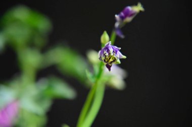 Koyu arkaplanda güzel çiçekler, yaz konsepti, yakın manzara  
