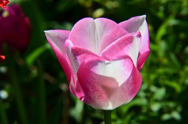 Güneşli yaz gününde bahçede büyüyen güzel lale çiçekleri. 