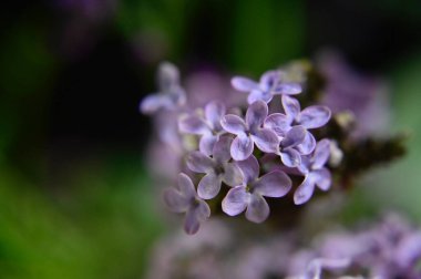 Güneşli yaz gününde bahçede yetişen güzel çiçekler. 