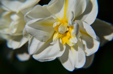 Güzel bir çiçeğin yakın plan çekimi.