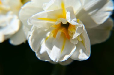 Güzel bir çiçeğin yakın plan çekimi.