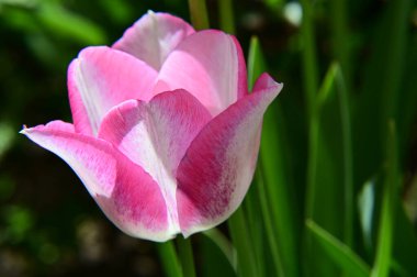Güneşli yaz gününde bahçede büyüyen güzel lale çiçekleri. 