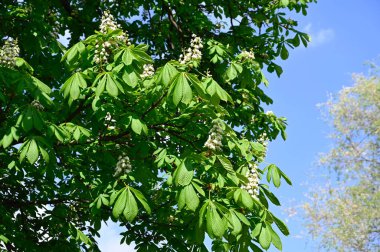 Güneşli baharda yeni yaprakları olan güzel ağaç dallarının manzarası. 