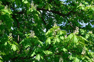 Güneşli baharda yeni yaprakları olan güzel ağaç dallarının manzarası. 