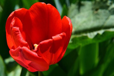 Güneşli yaz gününde bahçede büyüyen güzel lale çiçekleri. 