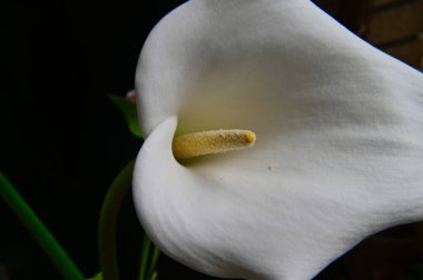 Koyu arka planda güzel kalla çiçeği, yaz konsepti, yakın görüş  