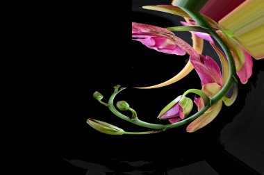 Koyu arkaplanda güzel orkideler, yaz konsepti, yakın görüş  