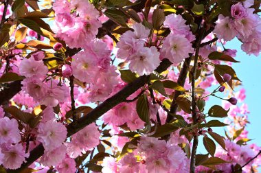 Güzel çiçekli sakura ağacı, yakın plan, bahar konsepti.  