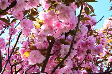 Güzel çiçekli sakura ağacı, yakın plan, bahar konsepti.  