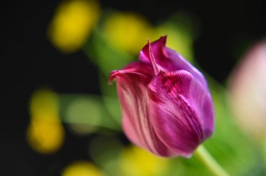 Güneşli yaz gününde bahçede yetişen güzel çiçekler. 