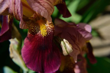 Güneşli yaz gününde bahçede büyüyen güzel göz. 
