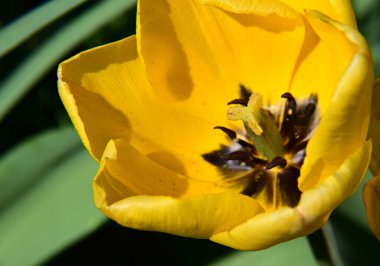 Güneşli yaz gününde bahçede büyüyen güzel lale çiçekleri. 