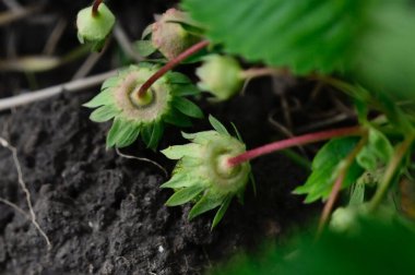 Baharın güneşli günlerinde bahçede büyüyen güzel çiçekler. 