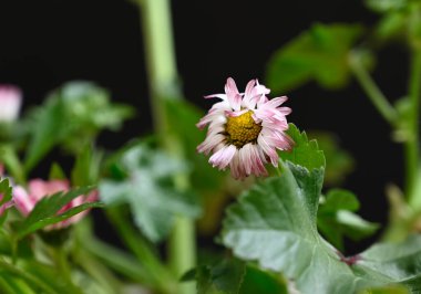 Güneşli yaz gününde bahçede yetişen güzel çiçekler. 