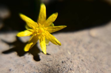 Güneşli yaz gününde bahçede yetişen güzel çiçekler. 
