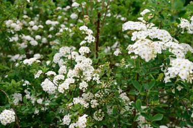 Güneşli yaz gününde bahçede yetişen güzel çiçekler. 