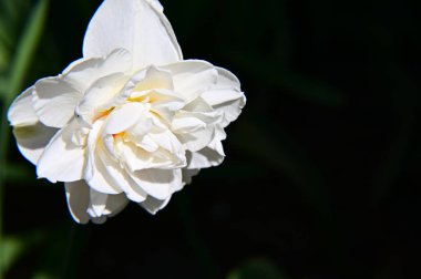 Koyu arkaplanda güzel bir gül çiçeği, yaz konsepti, yakın görüş  