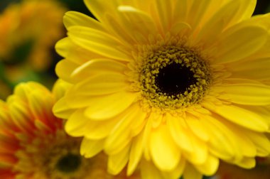 Güneşli yaz gününde bahçede yetişen güzel Gerbera çiçekleri. 