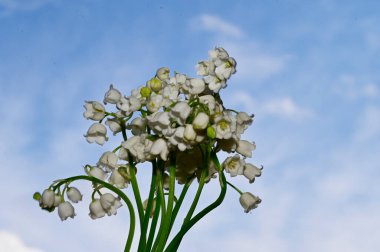 Vadinin güzel zambakları mavi gökyüzü arka planında, yaz konsepti, yakın görüş  