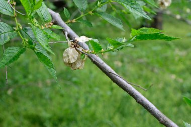 Yaz günü bahçede yeşil bitkiler