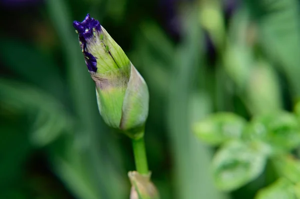 Hermoso Iris Creciendo Jardín Verano Día Soleado — Foto de Stock