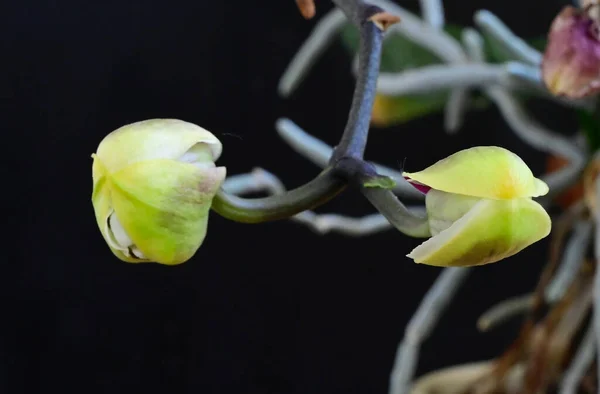 Красиві Орхідеї Темному Фоні Літня Концепція Близький Вигляд — стокове фото