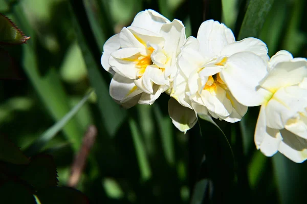 Belles Fleurs Poussant Dans Jardin Journée Ensoleillée Été — Photo