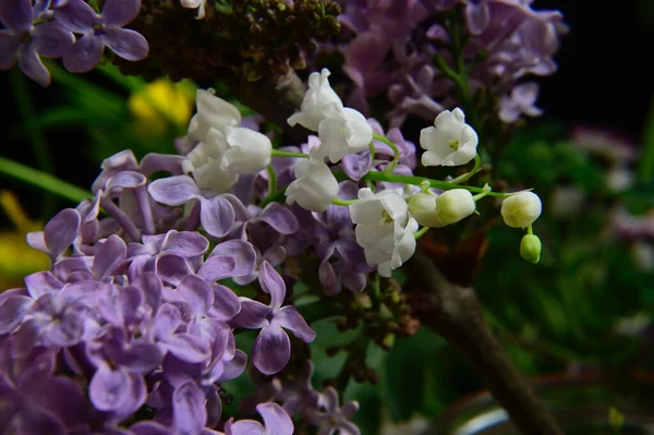 Belas Flores Crescendo Jardim Verão Dia Ensolarado — Fotografia de Stock