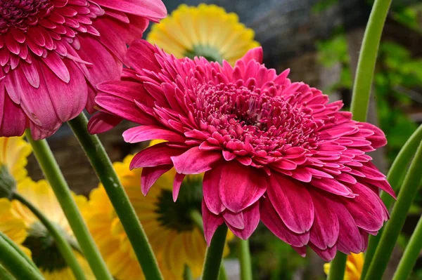 Όμορφα Λουλούδια Gerbera Αυξάνεται Στον Κήπο Καλοκαίρι Ηλιόλουστη Μέρα — Φωτογραφία Αρχείου