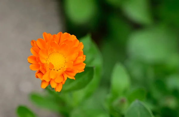 Hermosas Flores Que Crecen Jardín Verano Día Soleado — Foto de Stock