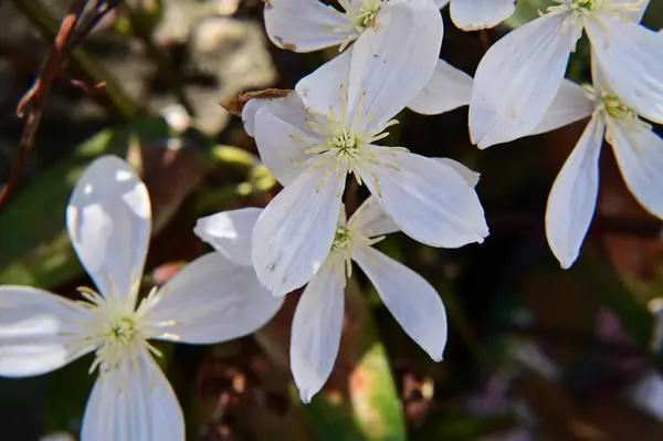 Schöne Blumen Wachsen Garten Sonnigen Sommertag — Stockfoto