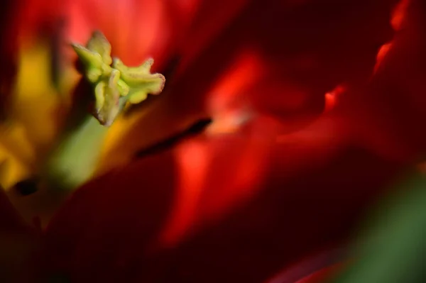 Beautiful Tulip Flower Growing Garden Summer Sunny Day — Stock Photo, Image