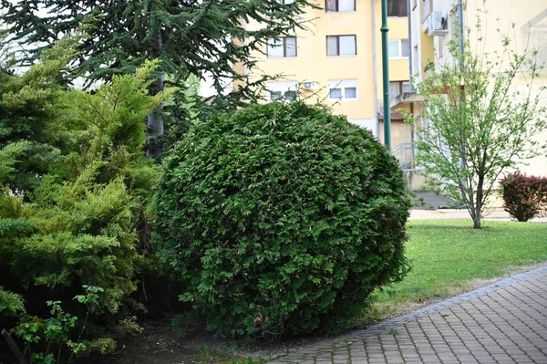 Vista Belo Jardim Cidade Dia Ensolarado Primavera — Fotografia de Stock