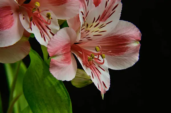 Belas Flores Alstroemeria Fundo Escuro Conceito Verão Vista Próxima — Fotografia de Stock