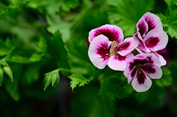 Piękne Kwiaty Rosnące Ogrodzie Letni Słoneczny Dzień — Zdjęcie stockowe