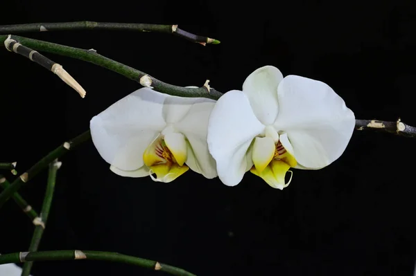 Vackra Orkidéer Mörk Bakgrund Sommar Koncept Nära Utsikt — Stockfoto