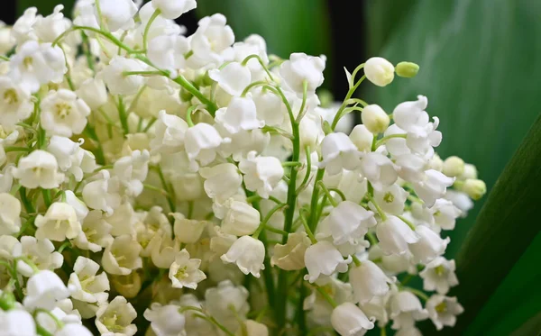 Belles Fleurs Poussant Dans Jardin Journée Ensoleillée Été — Photo