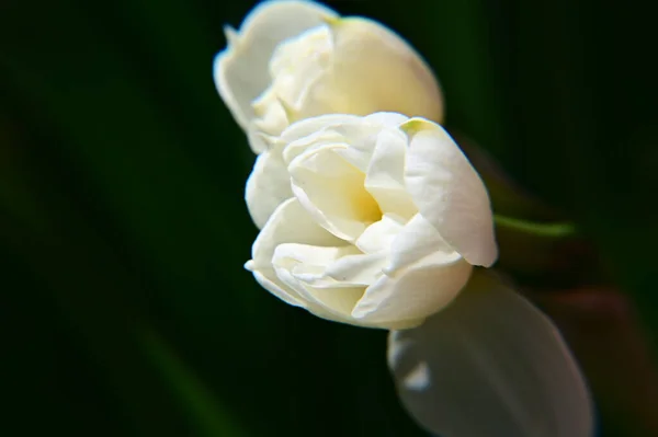 夏の晴れた日に庭で育つ美しいチューリップの花 — ストック写真