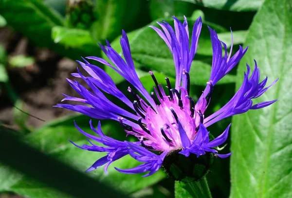 Belles Fleurs Poussant Dans Jardin Journée Ensoleillée Été — Photo