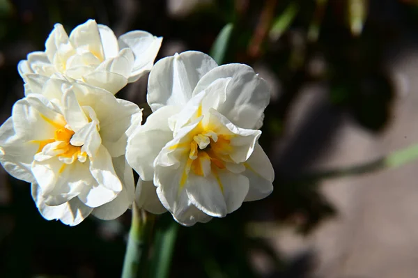 Schöne Blumen Wachsen Garten Sonnigen Sommertag — Stockfoto