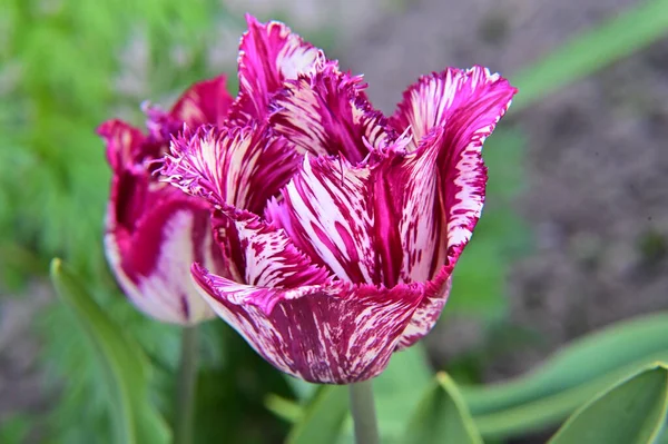 Belles Fleurs Tulipes Poussant Dans Jardin Journée Ensoleillée Été — Photo