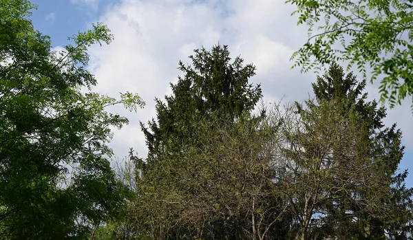 Malowniczy Widok Piękne Gałęzie Drzew Nowymi Liśćmi Wiosnę Słoneczny Dzień — Zdjęcie stockowe