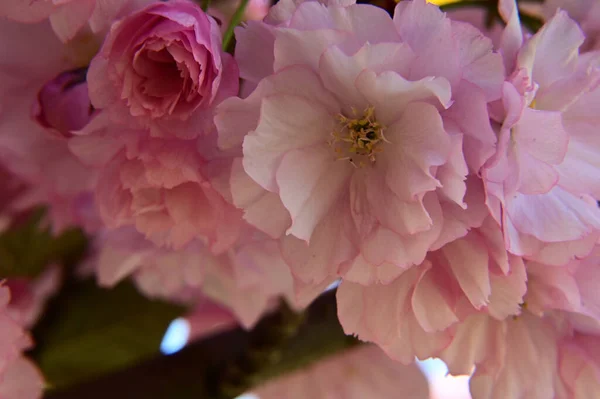 Sakura Tree Beautiful Flowers Close Spring Concept — Stock Photo, Image