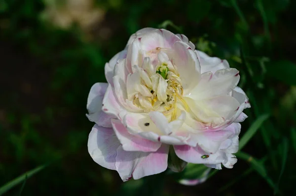 Hermosas Flores Que Crecen Jardín Verano Día Soleado — Foto de Stock