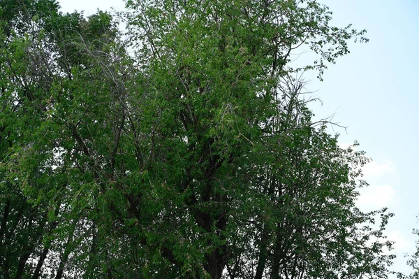 Мальовничий Вид Красиві Гілки Дерева Новими Листям Весняний Сонячний День — стокове фото